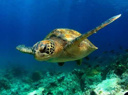 Central South America luxury yacht charter