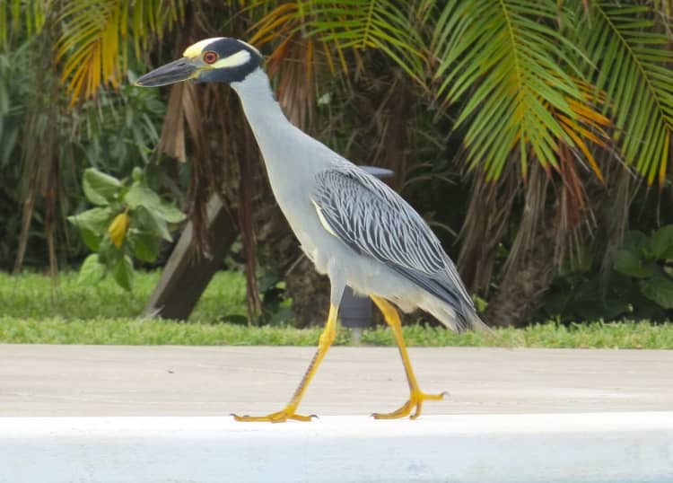 Heron Abacos Bahamas